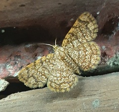 Lepidoptera