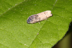 Epiblema desertana