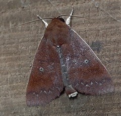 Lepidoptera