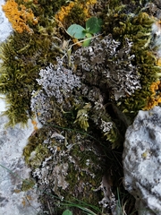 Peltigera monticola