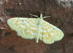 Notarcha tigrina