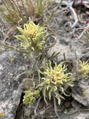 Castilleja pilosa pilosa