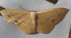 Geometridae