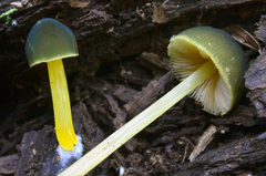 Pluteus fulvibadius