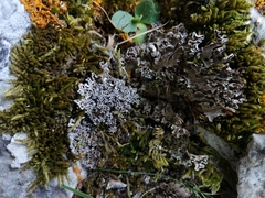 Peltigera monticola