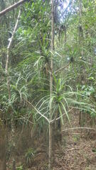 Pandanus biceps