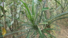 Pandanus biceps