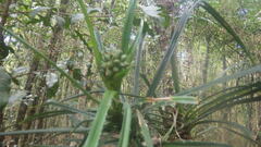 Pandanus biceps