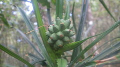 Pandanus biceps