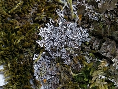Peltigera monticola