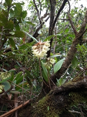 Epidendrum atwoodchlamys