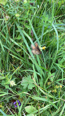 Erebia euryale