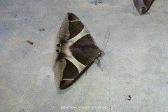 Bastilla crameri
