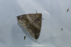 Bastilla amygdalis