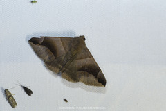 Bastilla maturescens