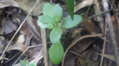 Kalanchoe miniata