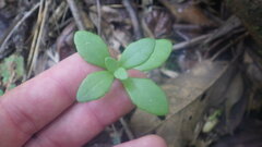 Kalanchoe miniata