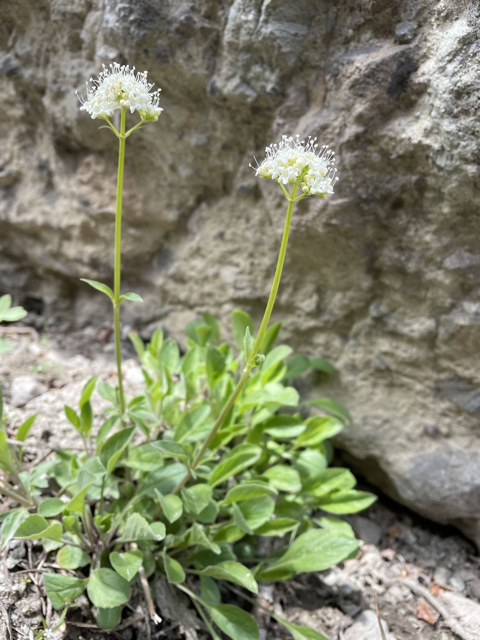 Valeriana