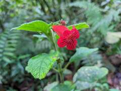 Kohleria inaequalis