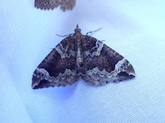 Eulithis xylina