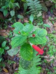 Kohleria inaequalis