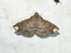 Adrapsa quadrilinealis