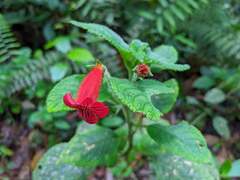 Kohleria inaequalis