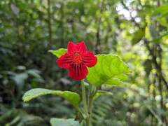 Kohleria inaequalis