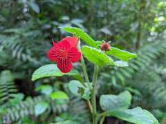 Kohleria inaequalis