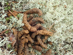 Tetrao urogallus