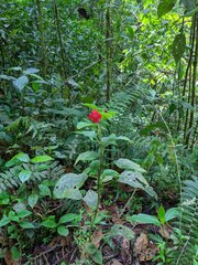 Kohleria inaequalis