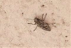 Spectralia gracilipes