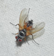 Cholomyia inaequipes