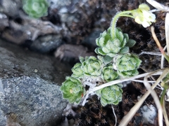 Draba lonchocarpa