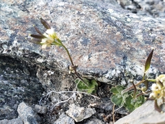 Draba lonchocarpa
