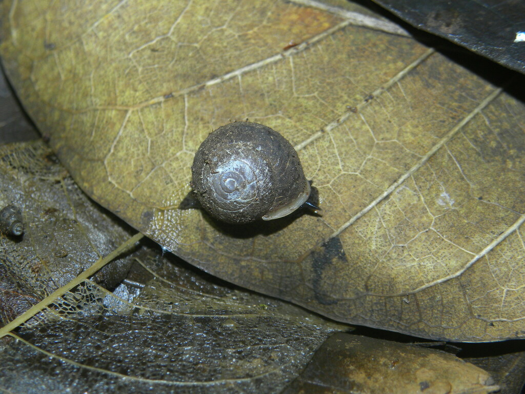 Alcadia guadaloupensis