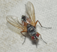 Cholomyia inaequipes