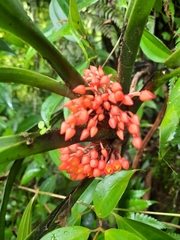 Maxillaria fulgens image