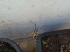 Leucauge