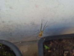 Leucauge
