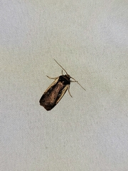 Ochropleura