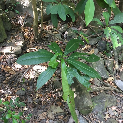 Pisonia umbellifera iNat (2)