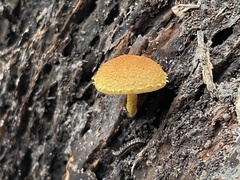 Pholiota subsulphurea