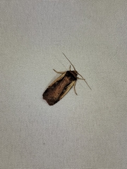 Ochropleura