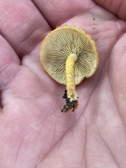 Pholiota subsulphurea