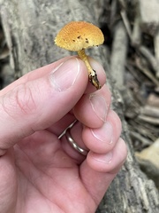 Pholiota subsulphurea