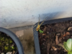 Leucauge
