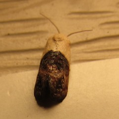 Acontiinae