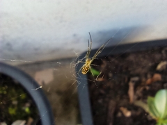 Leucauge