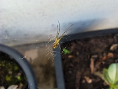 Leucauge